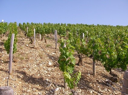「『時』に愛されたワインたち～②化石時代の土壌が優れたワインを生み出す」のアイキャッチ画像