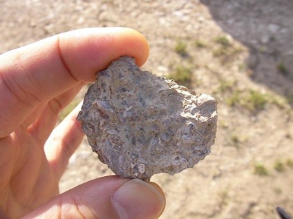 シャブリのキンメリジャン土壌に見られる、牡蠣の化石入りの石