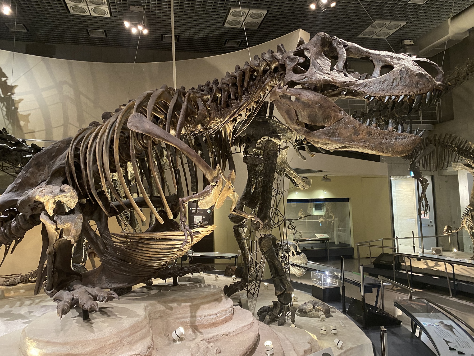 国立科学博物館にある恐竜の化石 